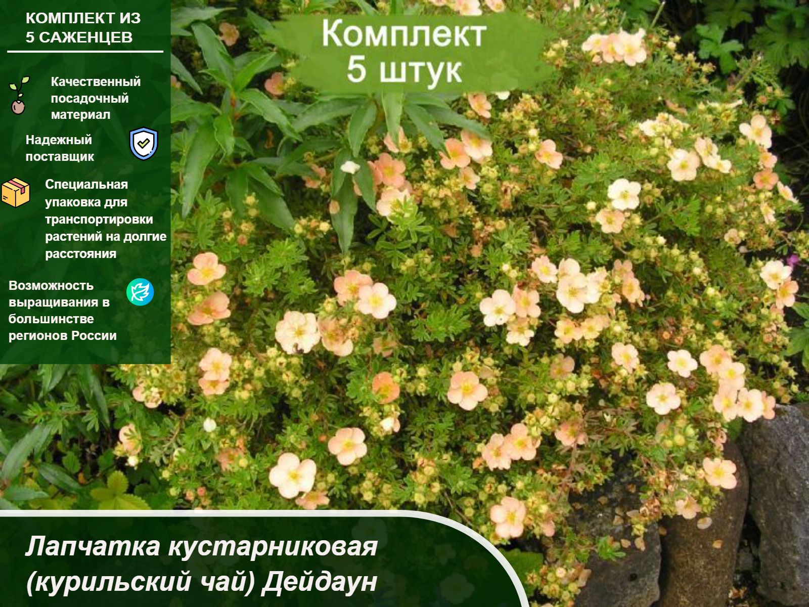 Лапчатка кустарниковая