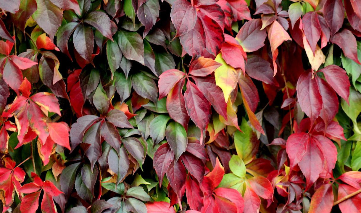 Виноград Монтикола Виноград Монтикола