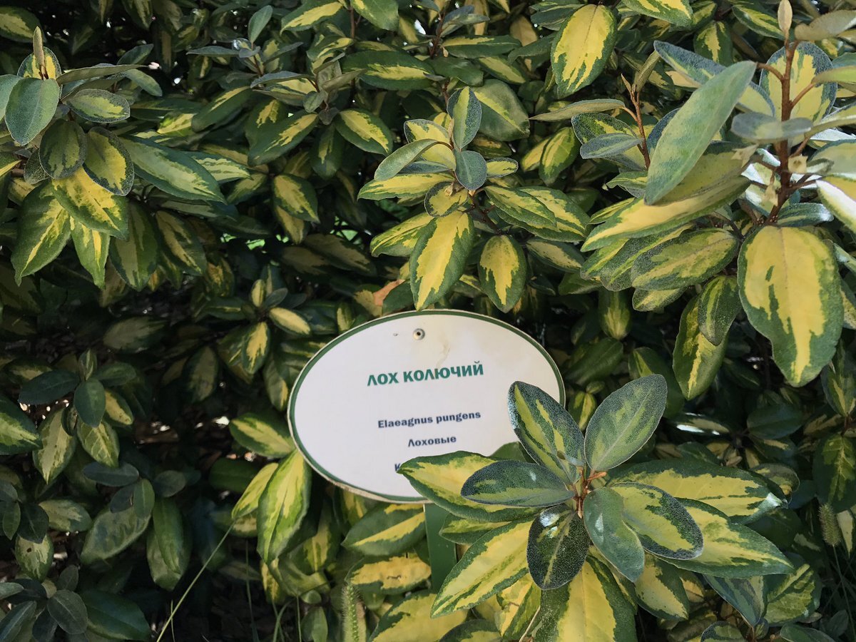 Лох Эббинга