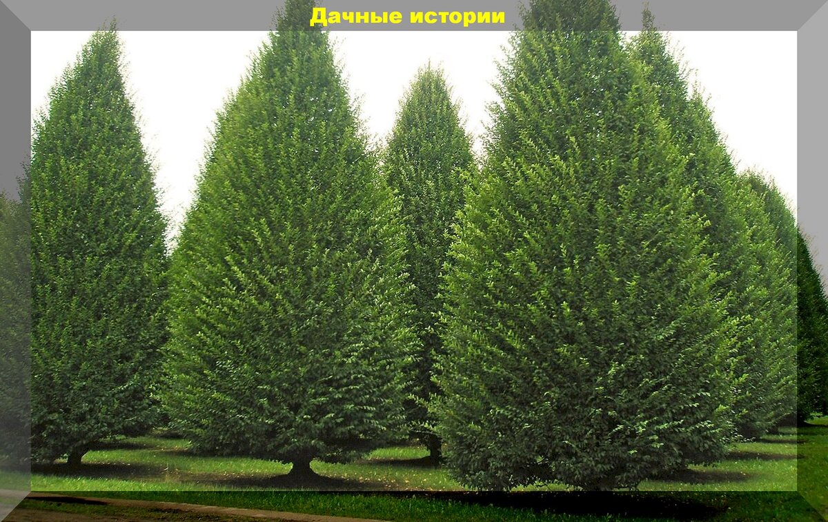 Граб Турчанинова