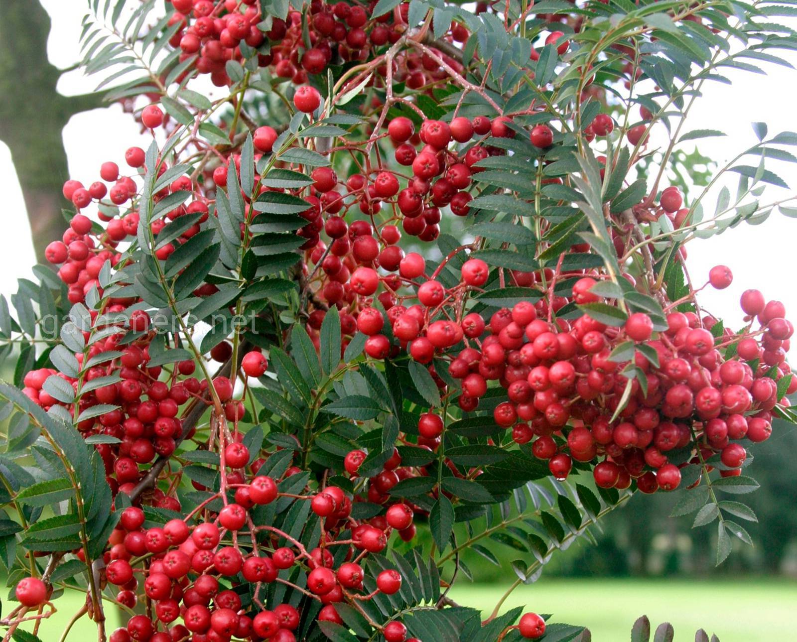 Рябина тюрингская