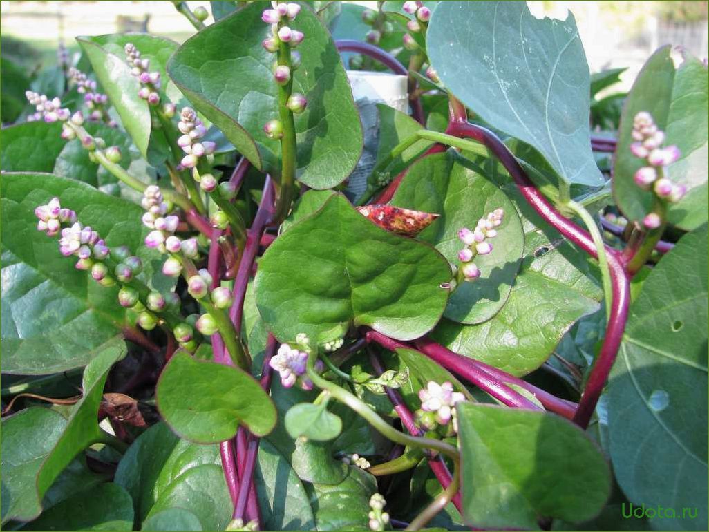 Базелла белая