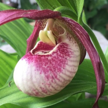 Башмачок сердценосный