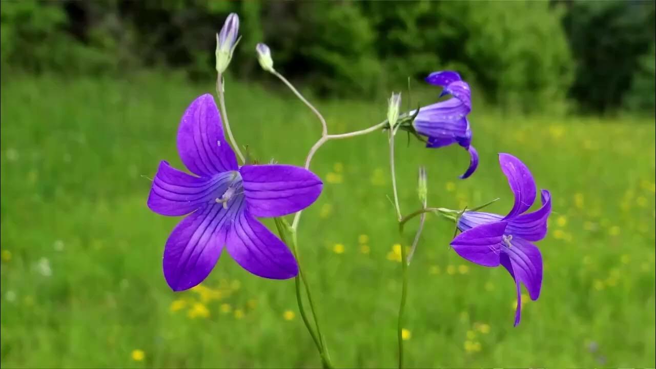 Колокольчик