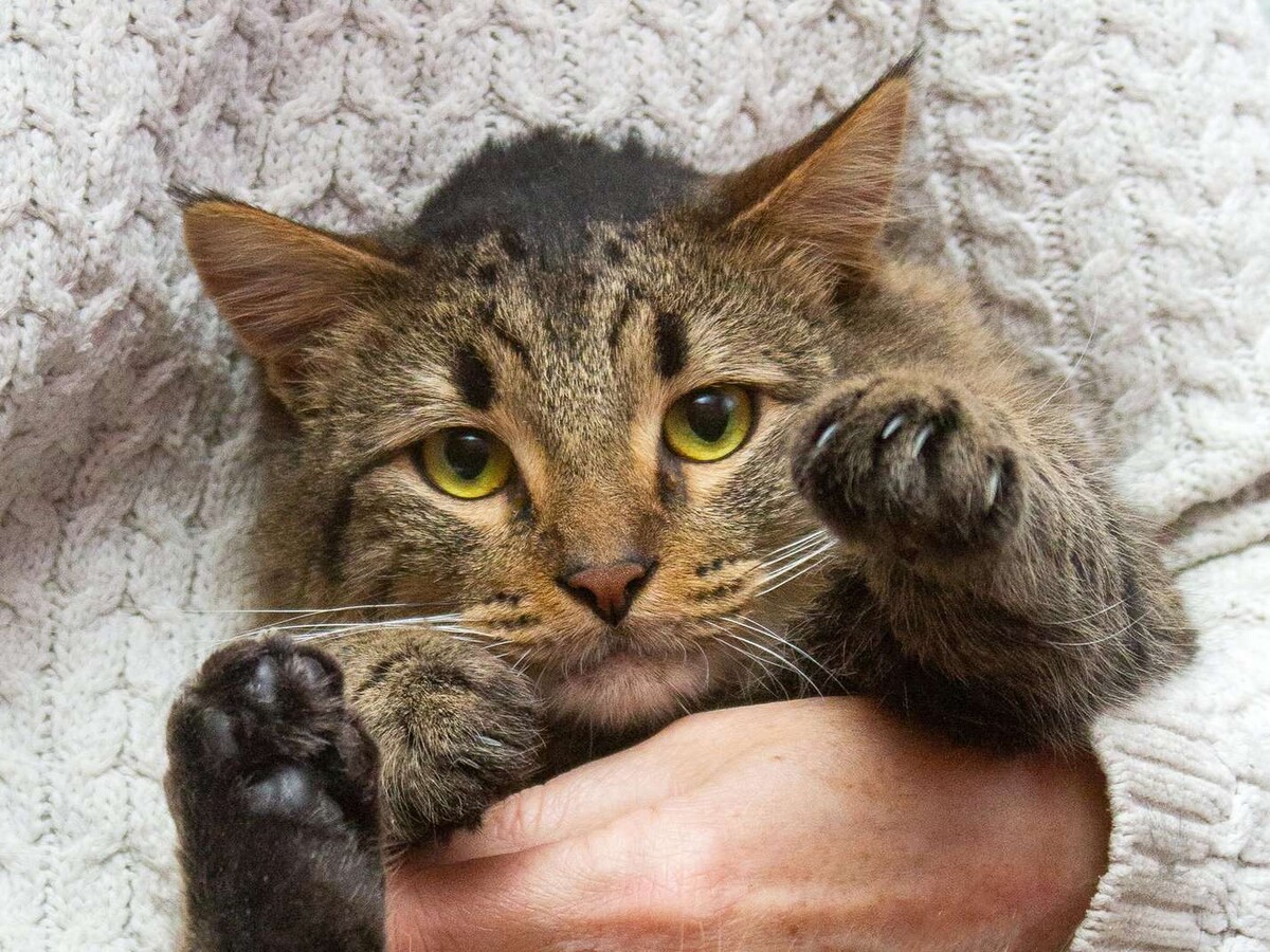 Глициния пушистая