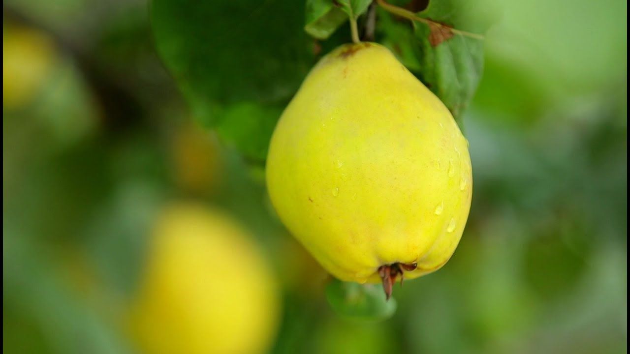 Айва грушевидная