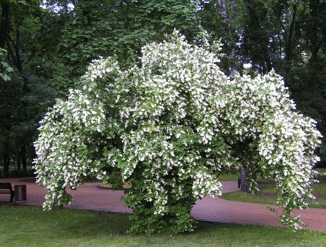 Чубушник кавказский