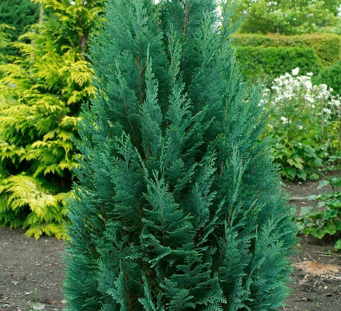 Кипарисовик