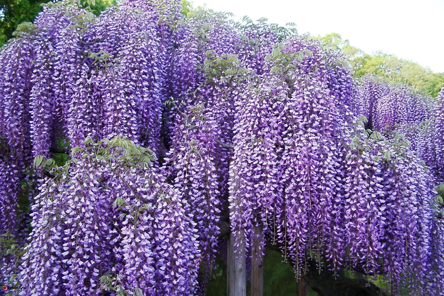 Глициния макростахия