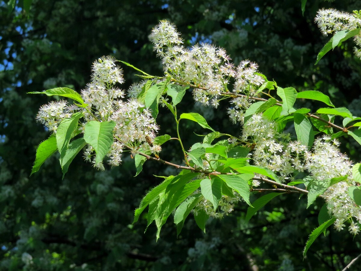 Черемуха Маака