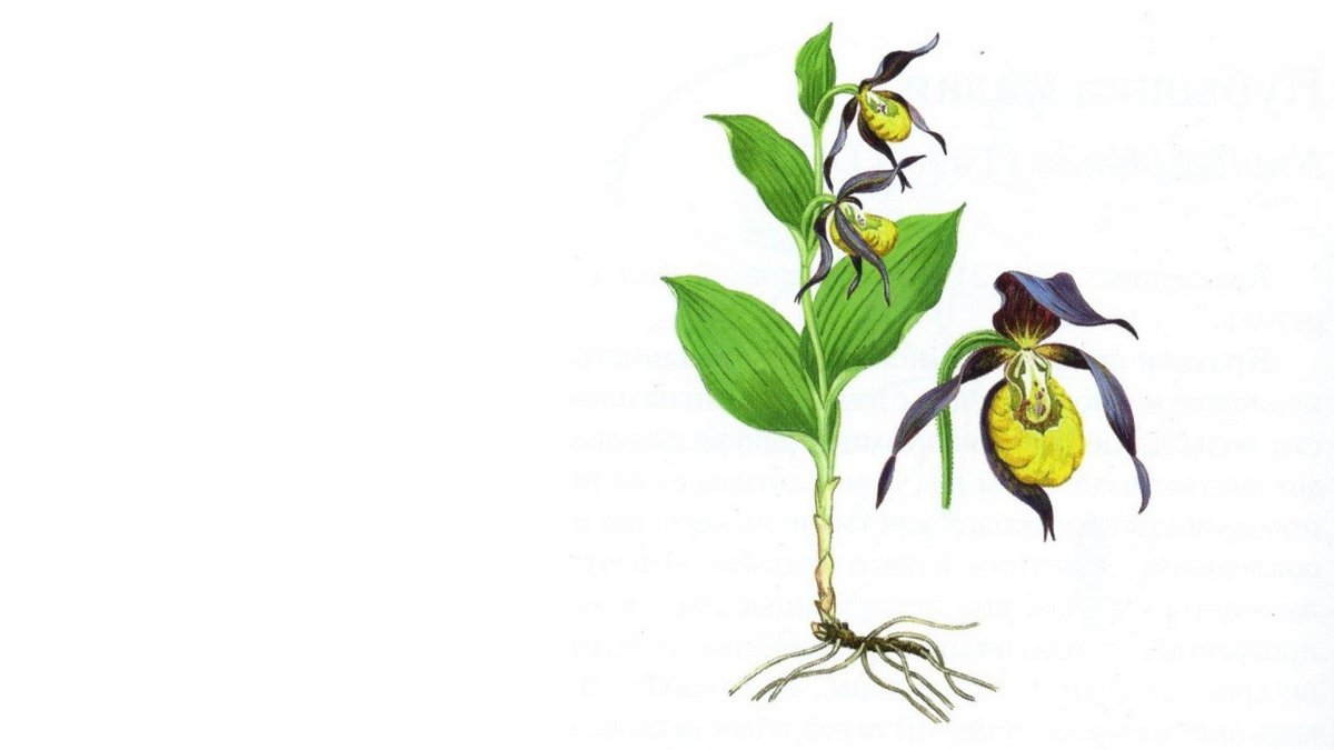 Башмачок белоснежный Башмачок белоснежный