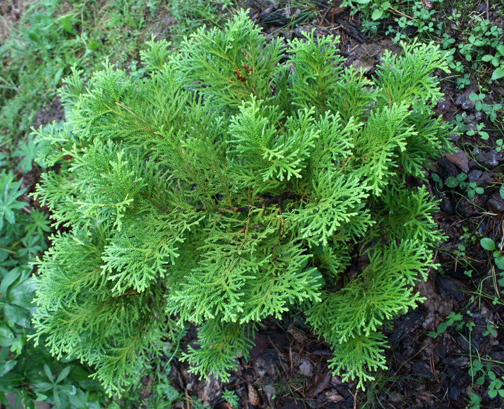 Туевик Туевик