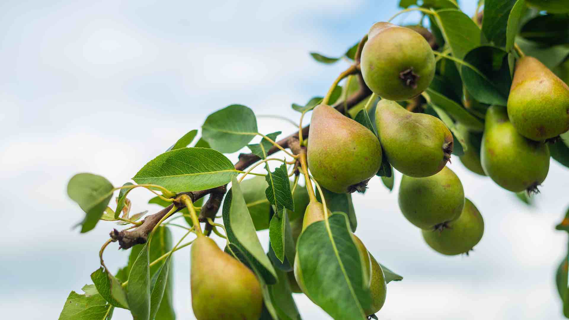 Груша обыкновенная