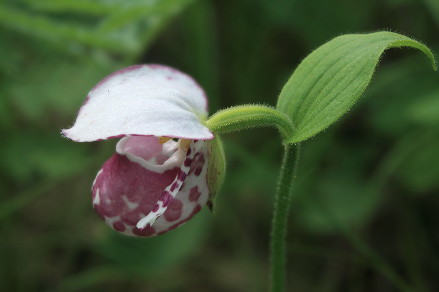 Башмачок капельный