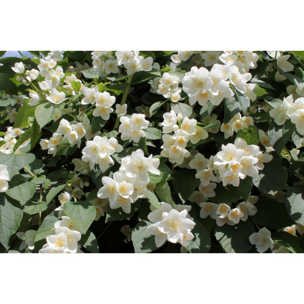 Жасмин крупноцветковый