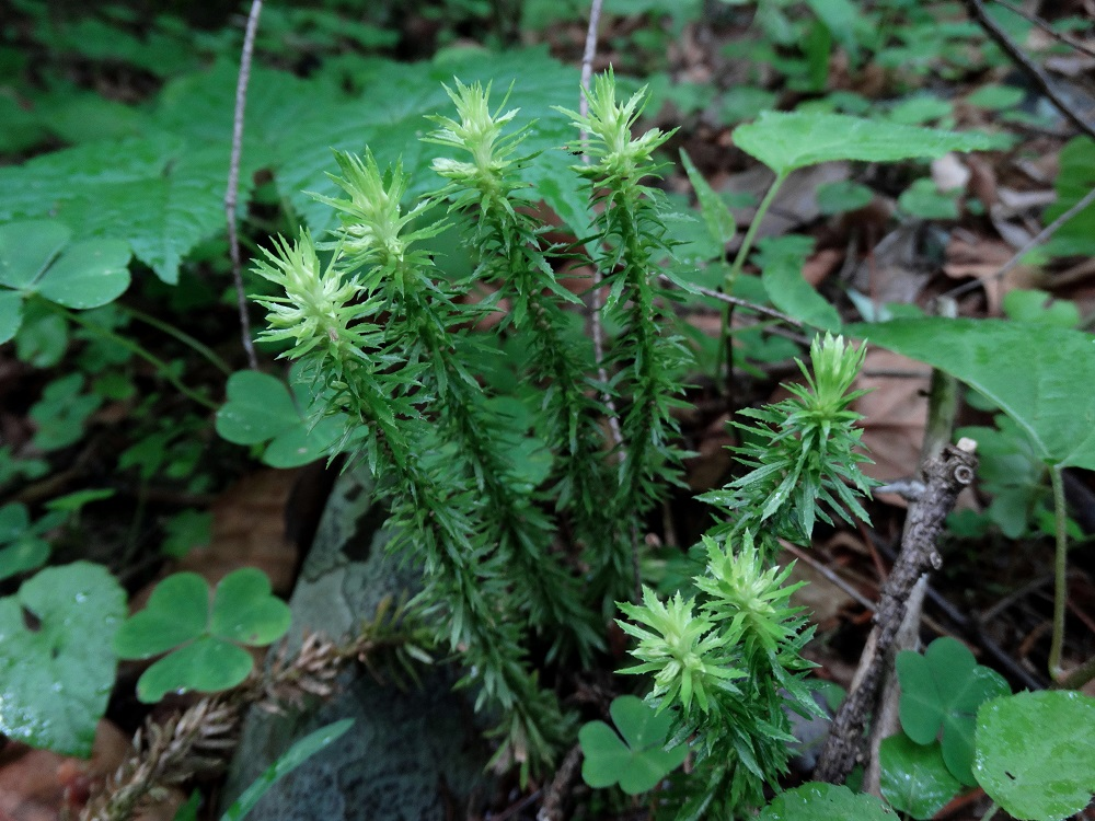 Баранец пильчатый