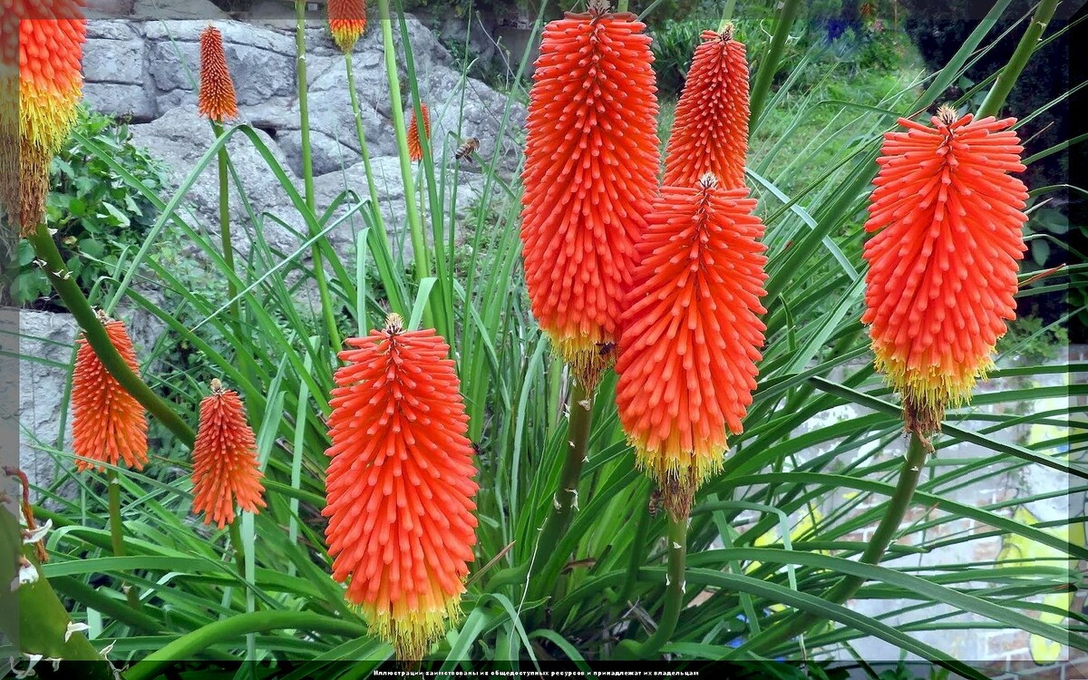 Безвкусница гибридная