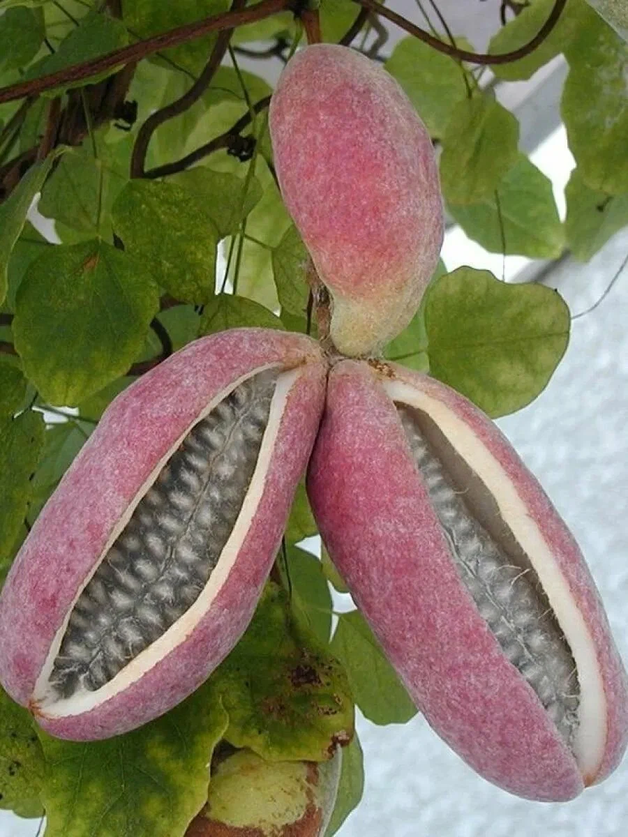 Акебия розовая