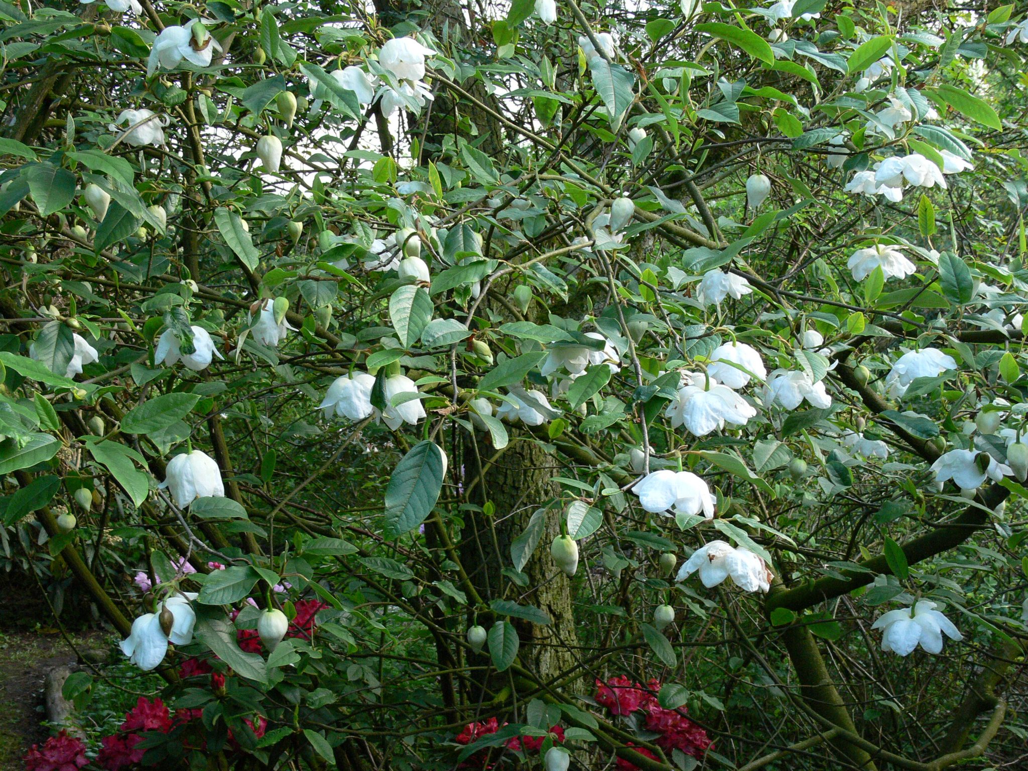 Магнолия Зибольда Магнолия Зибольда