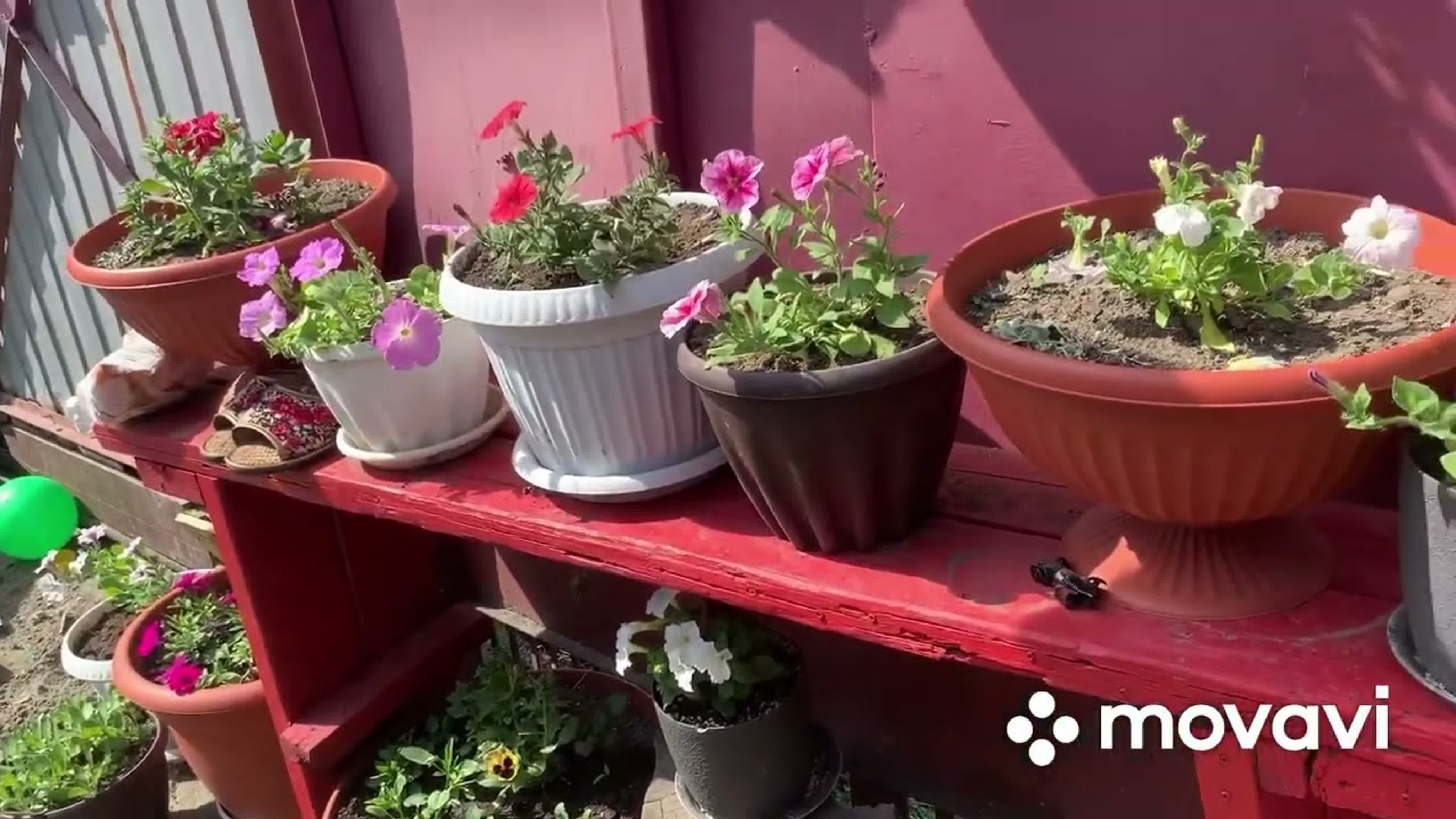 Жимолость алтайская