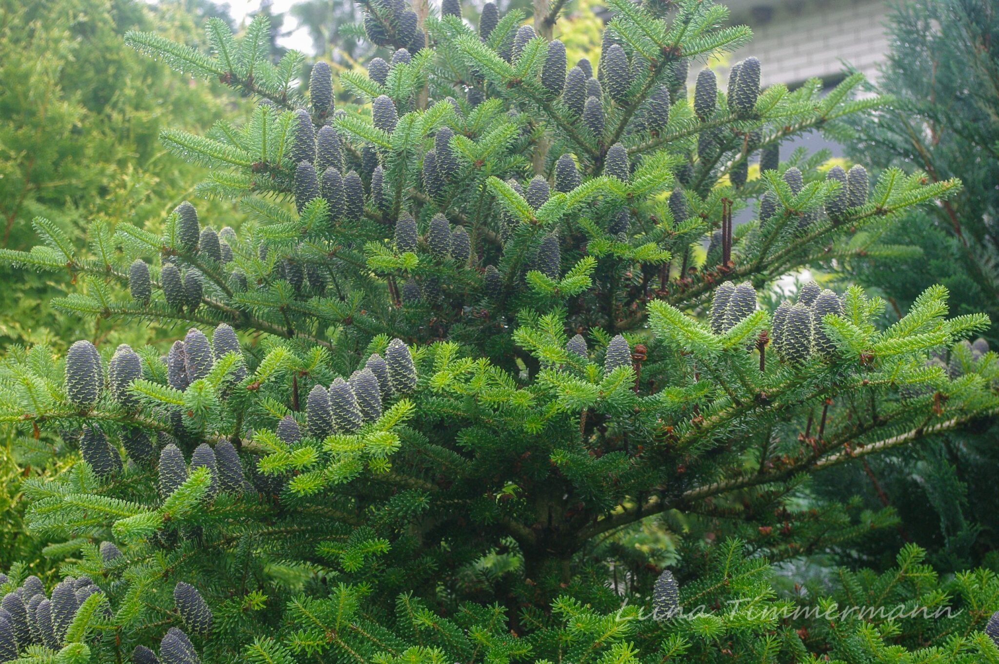 Пихта корейская