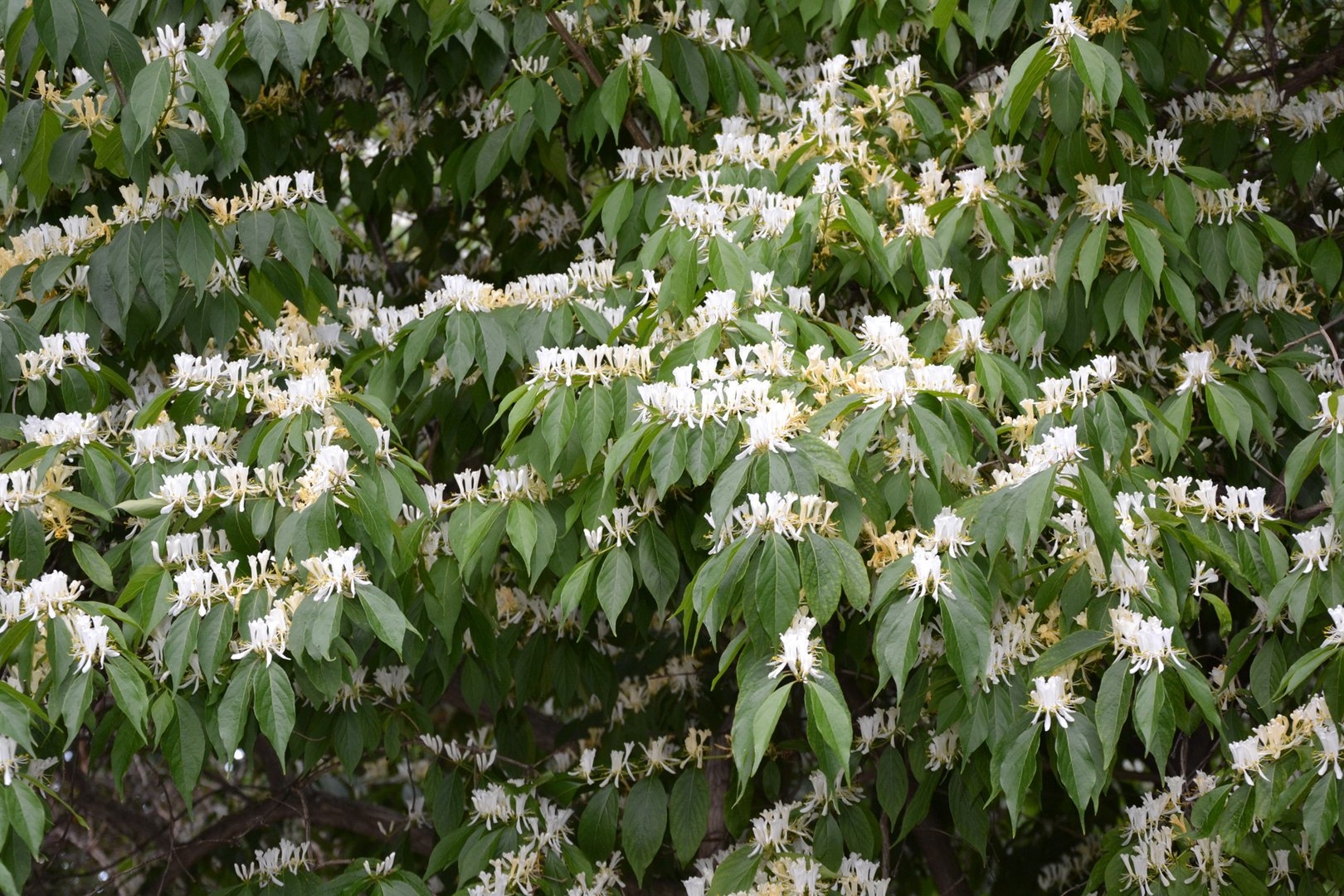 Жимолость Маака