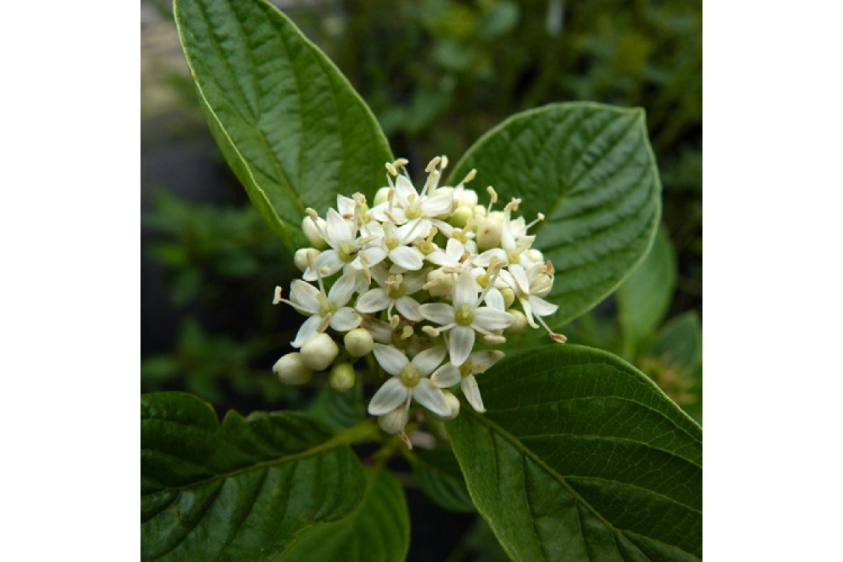 Дерен отпрысковый