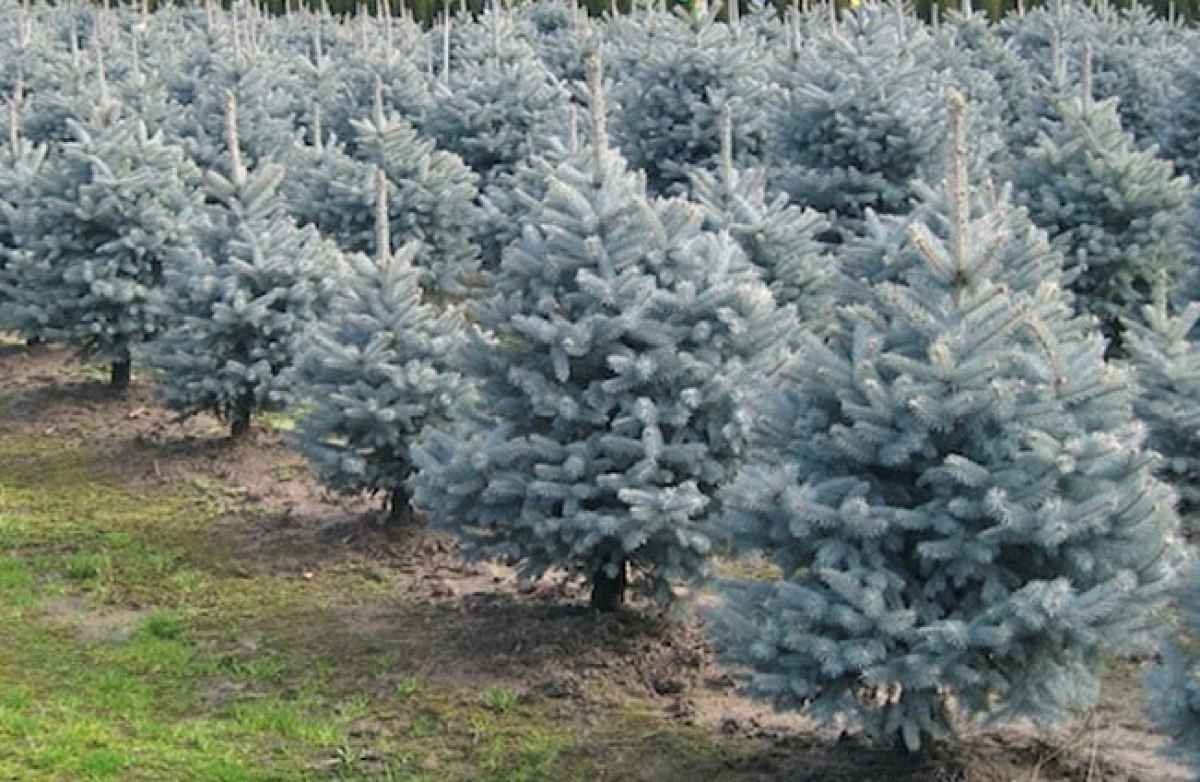 Ель колючая