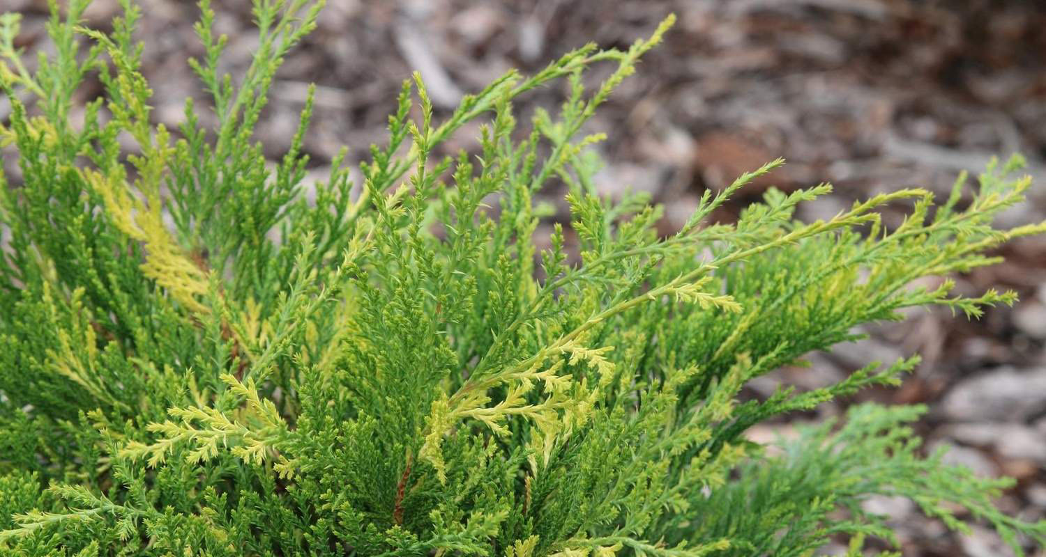 Микробиота