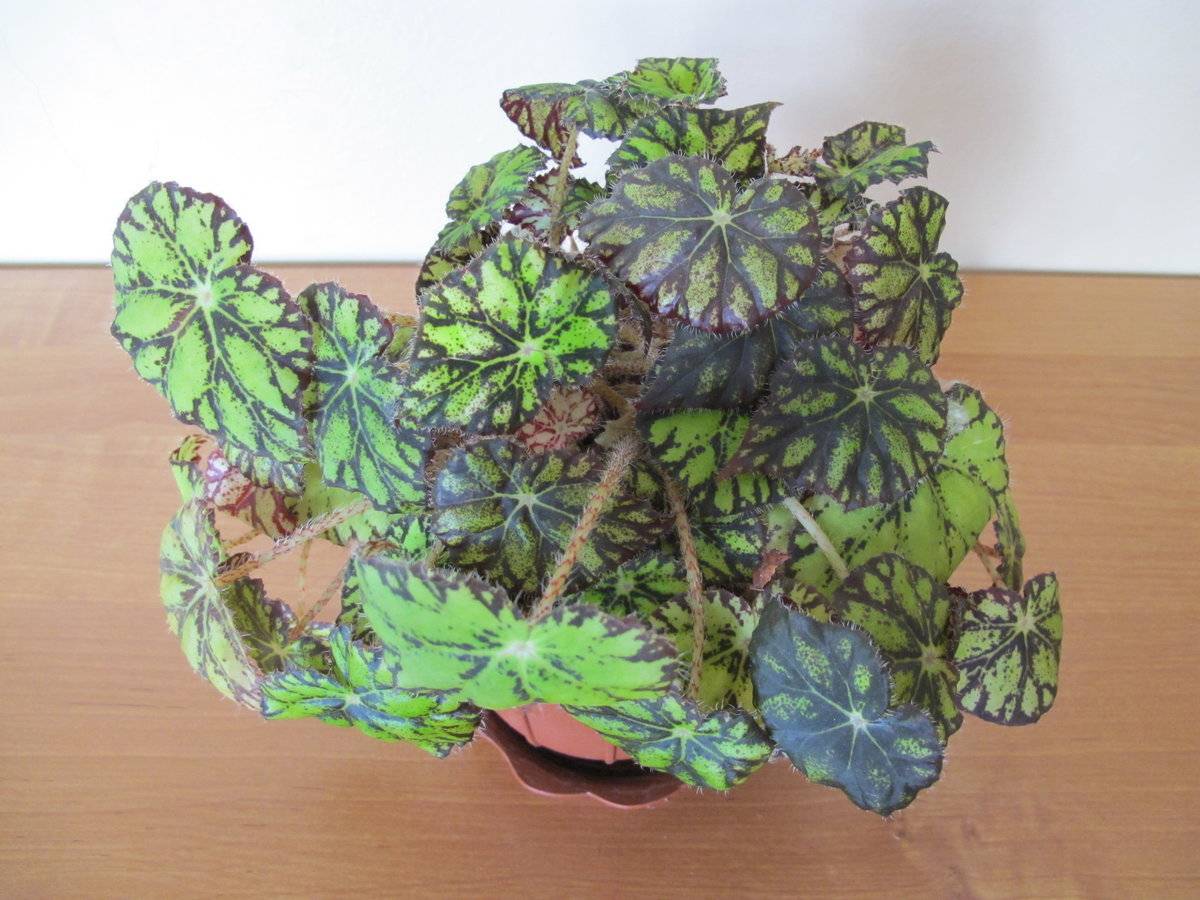 Бегония королевская