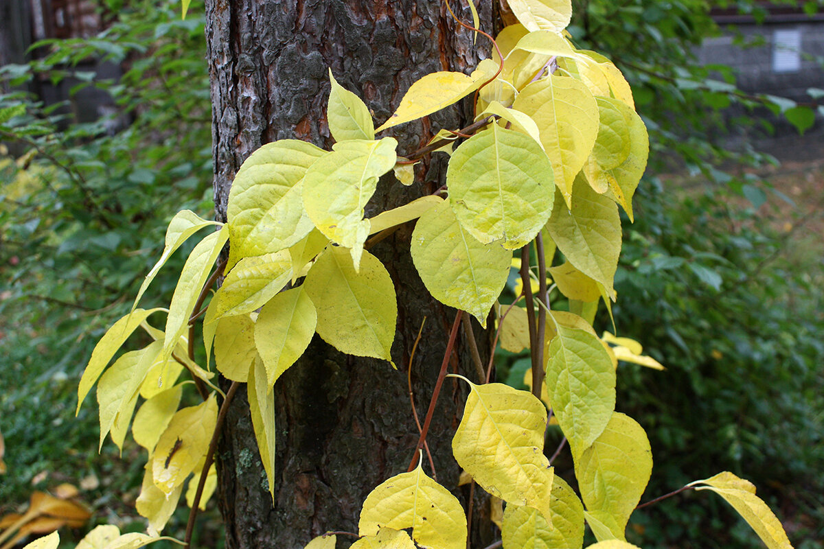 Древогубец Генри