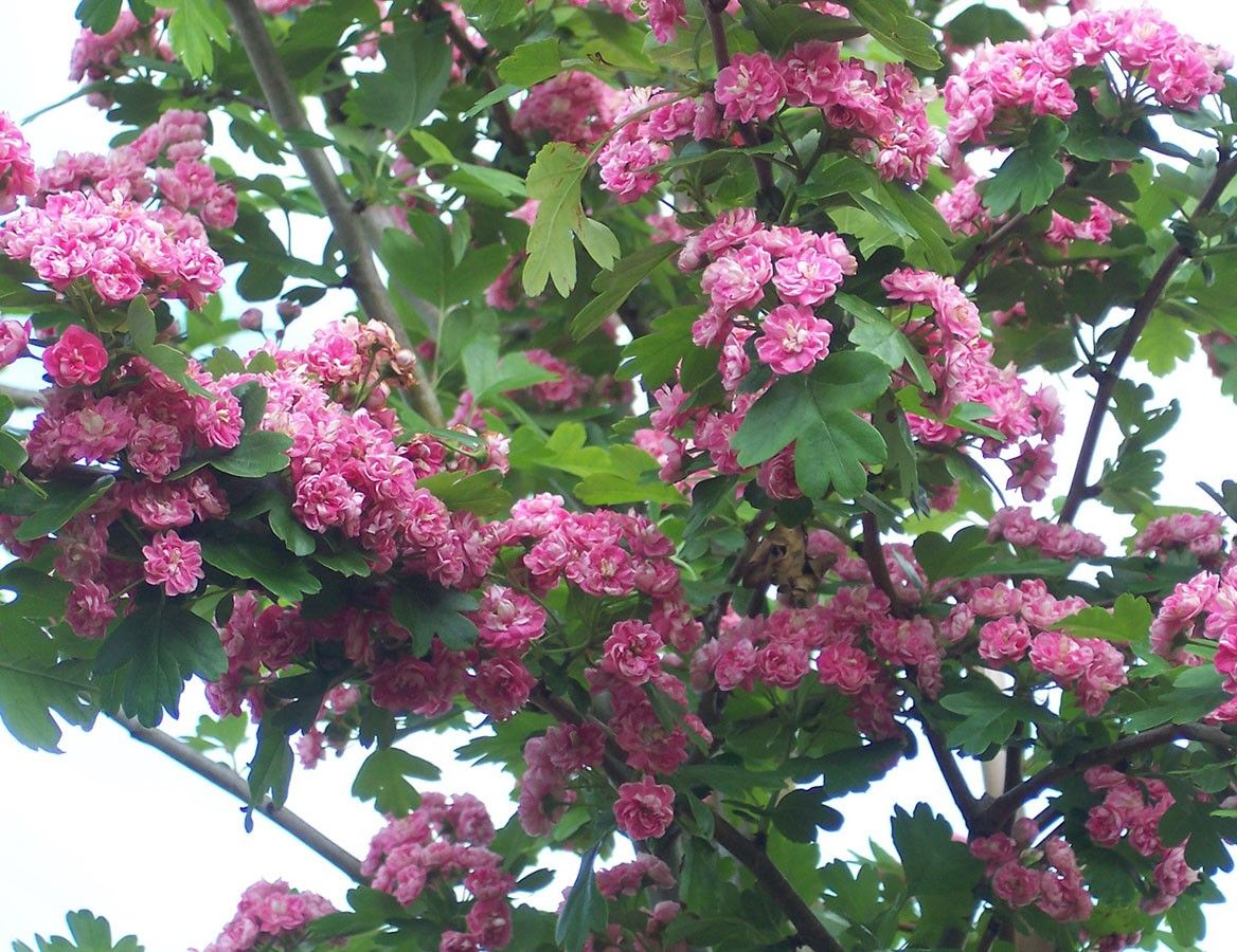 Боярышник колючий