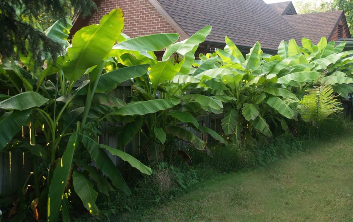 Банан заострённый