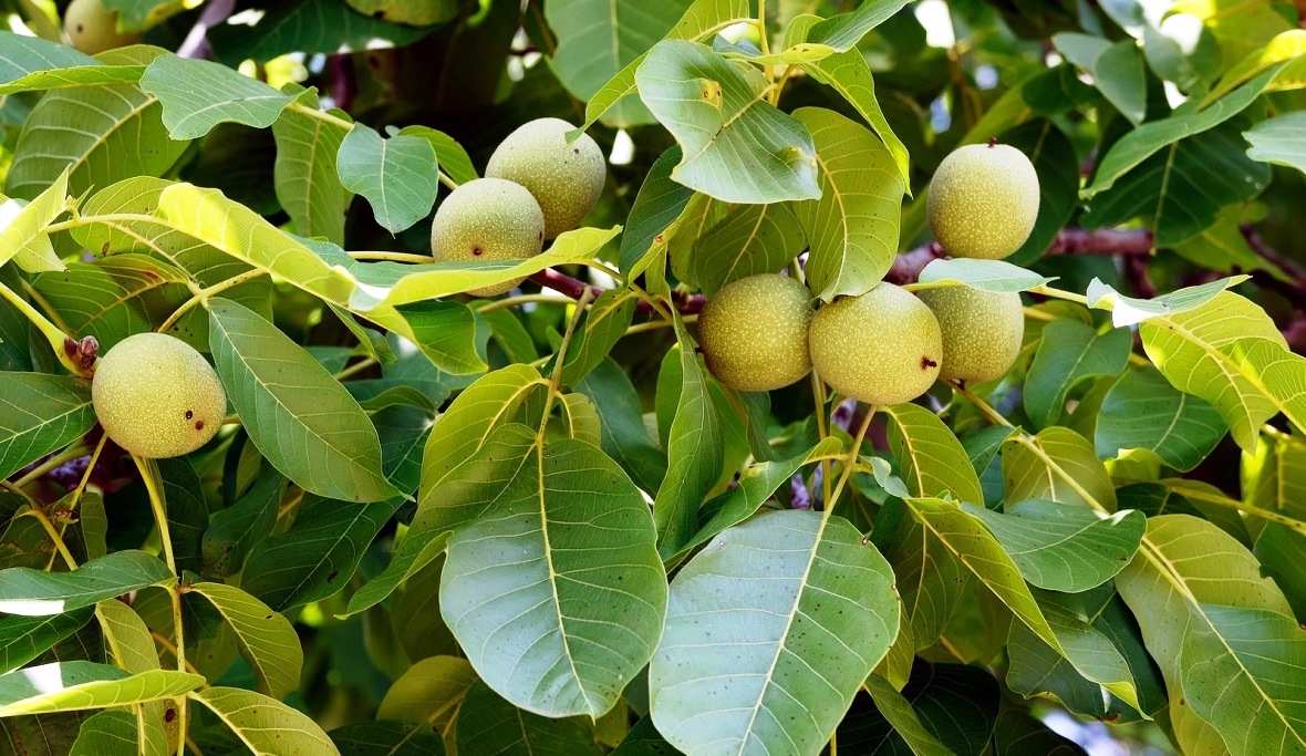 Орех грецкий Орех грецкий