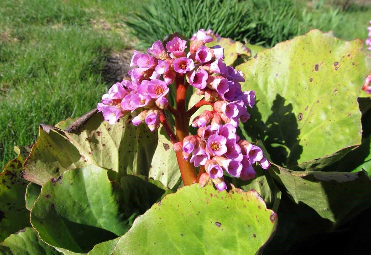 Бадан толстолистный