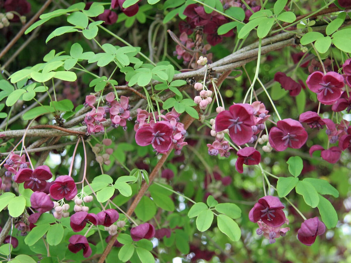 Акебия гибридная