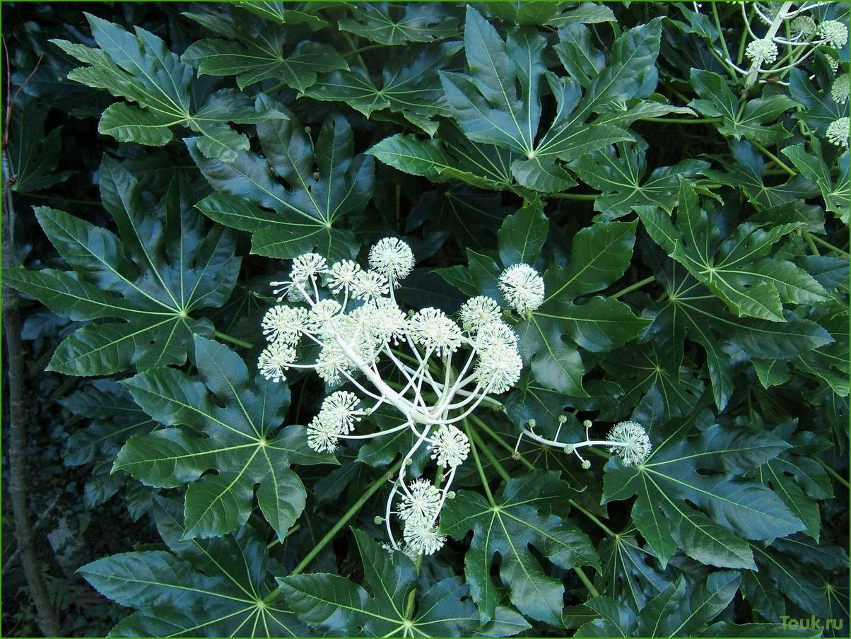 Каштан японский