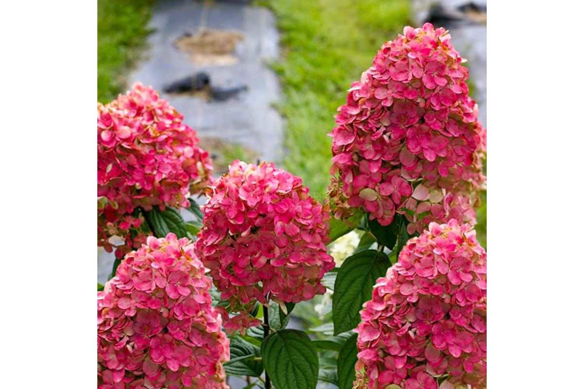 Гортензия метельчатая Гортензия метельчатая