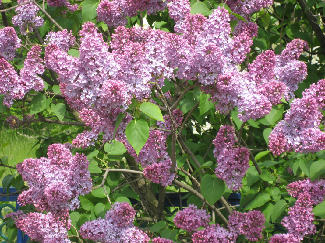 Сирень персидская