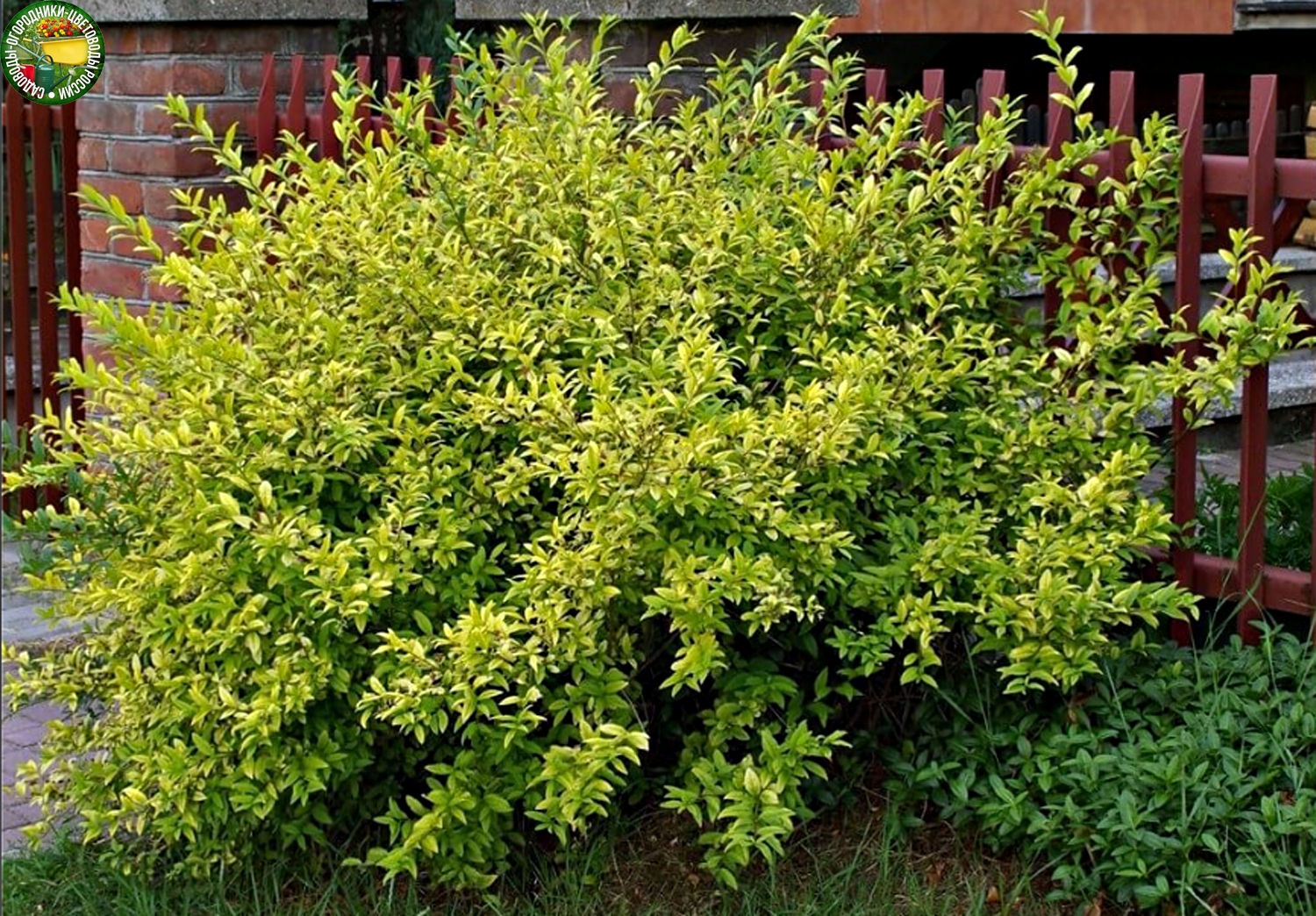 Бирючина золотистая