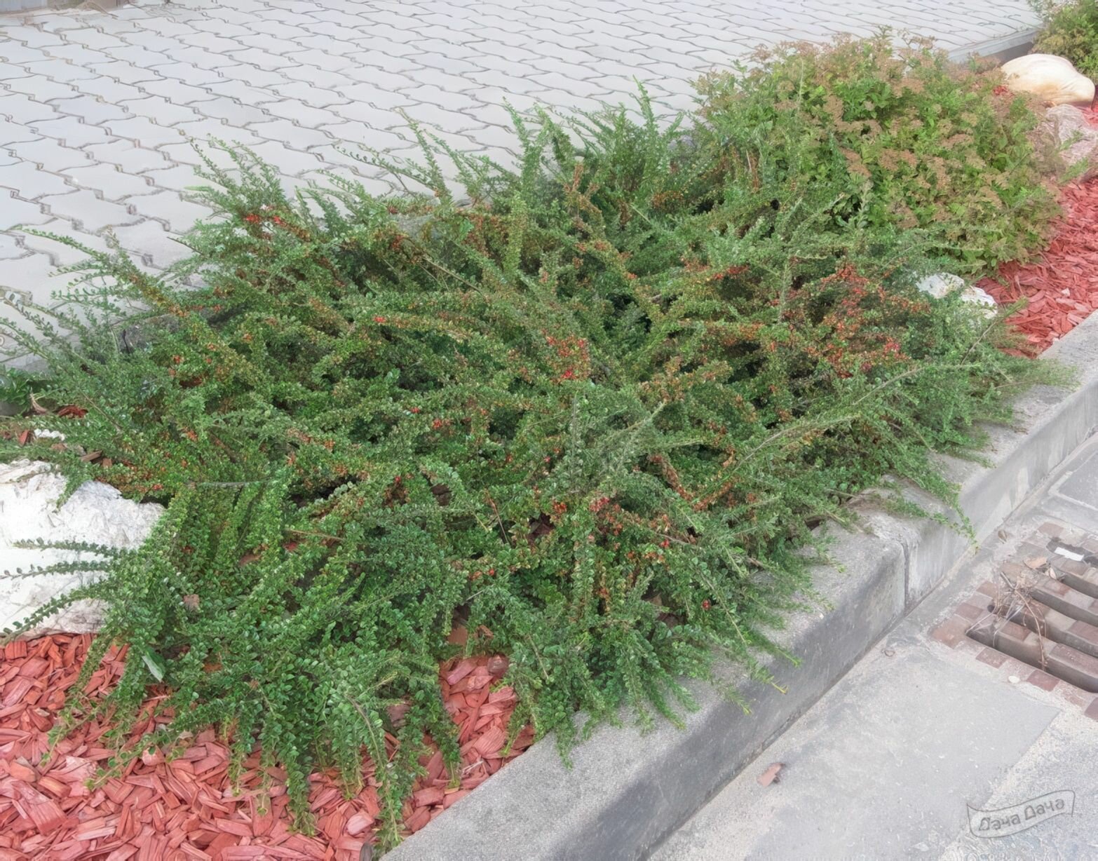 Кизильник Кизильник