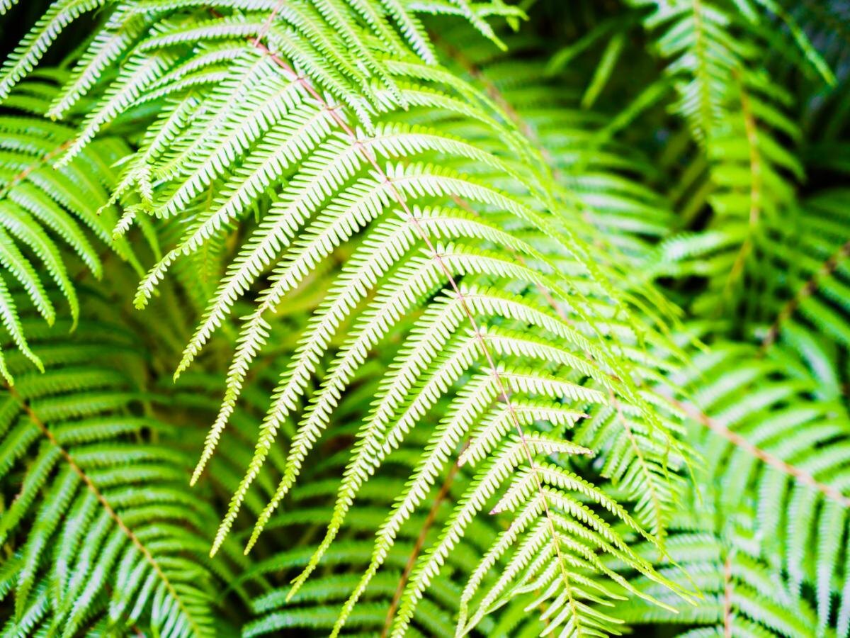 Ясень белый