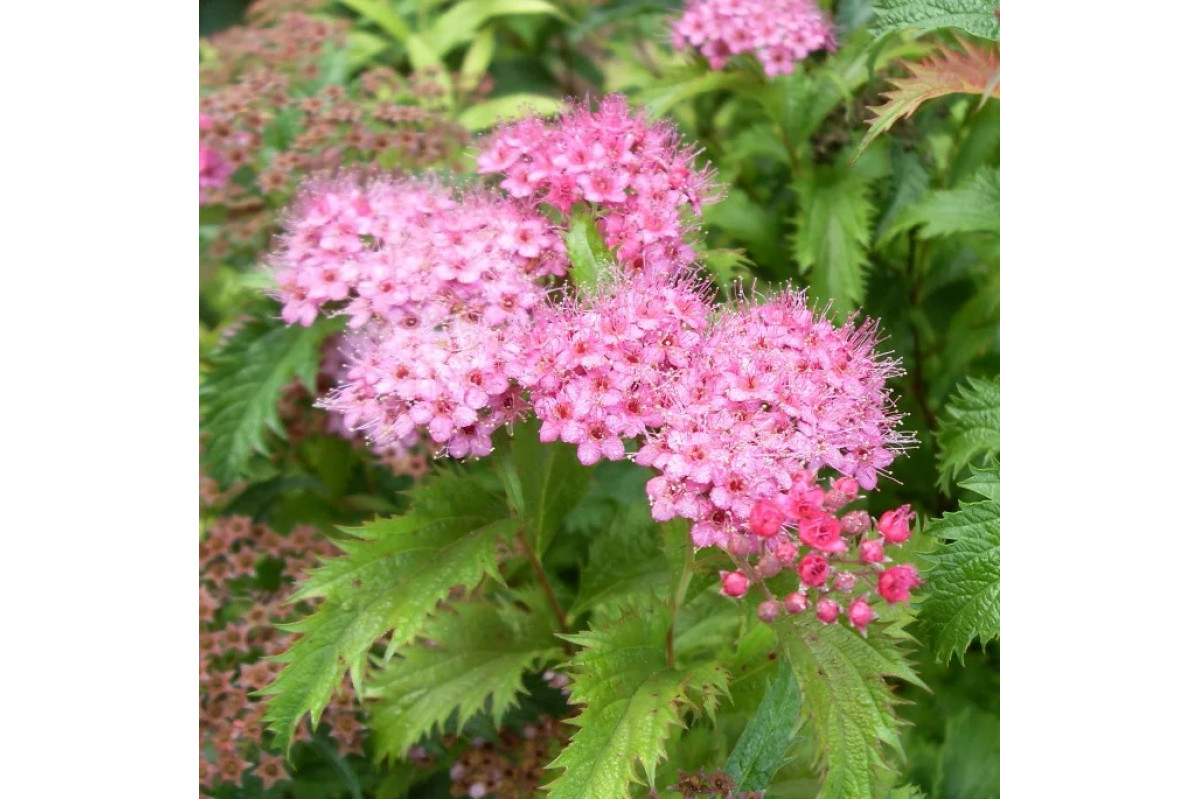 Спирея Спирея