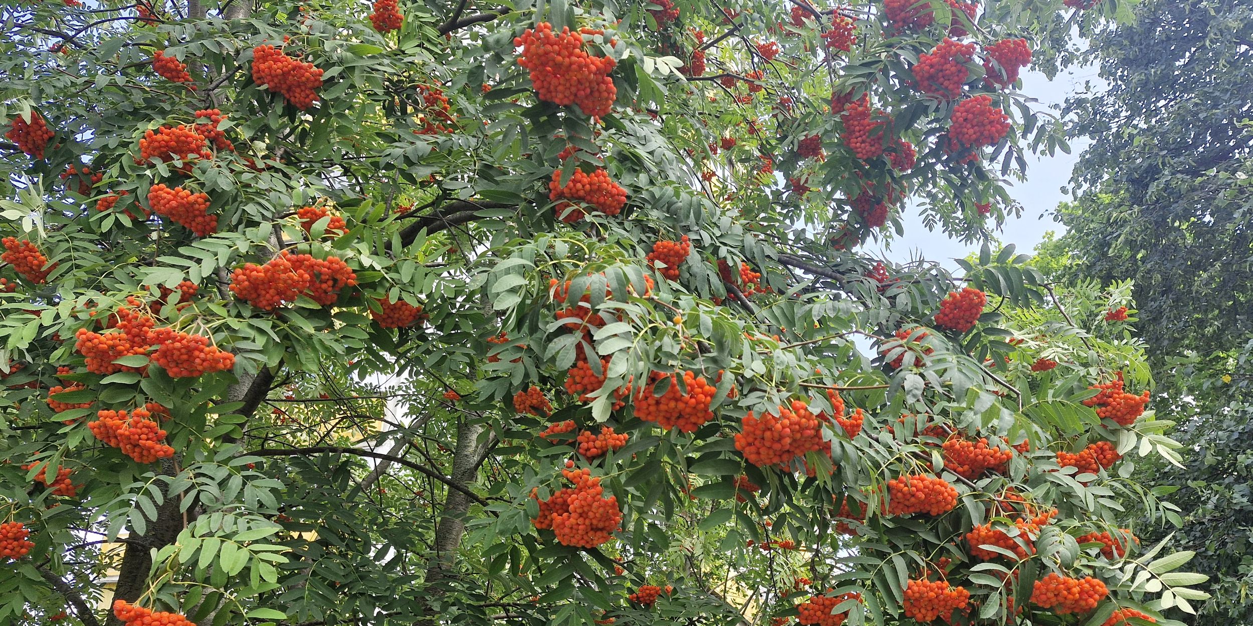 Рябина обыкновенная