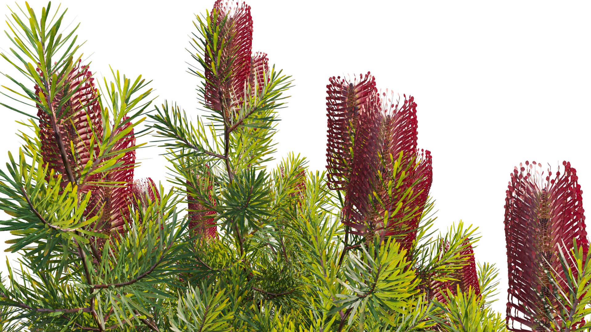 Банксия ярко-красная Банксия ярко-красная