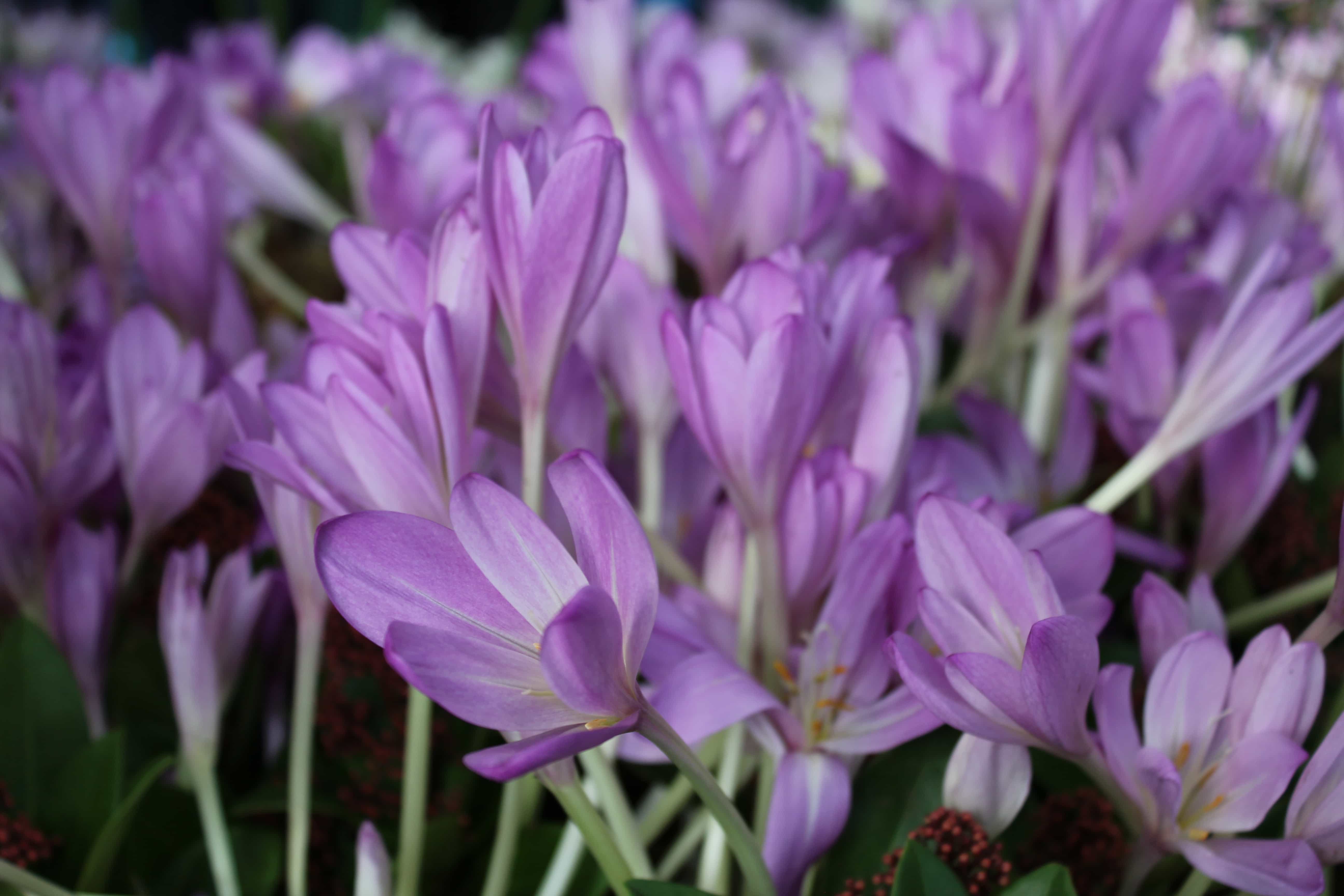 Безвременник великолепный Безвременник великолепный