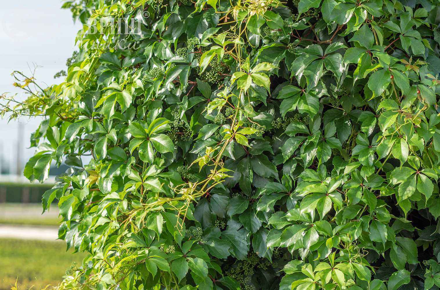 Девичий виноград Генри