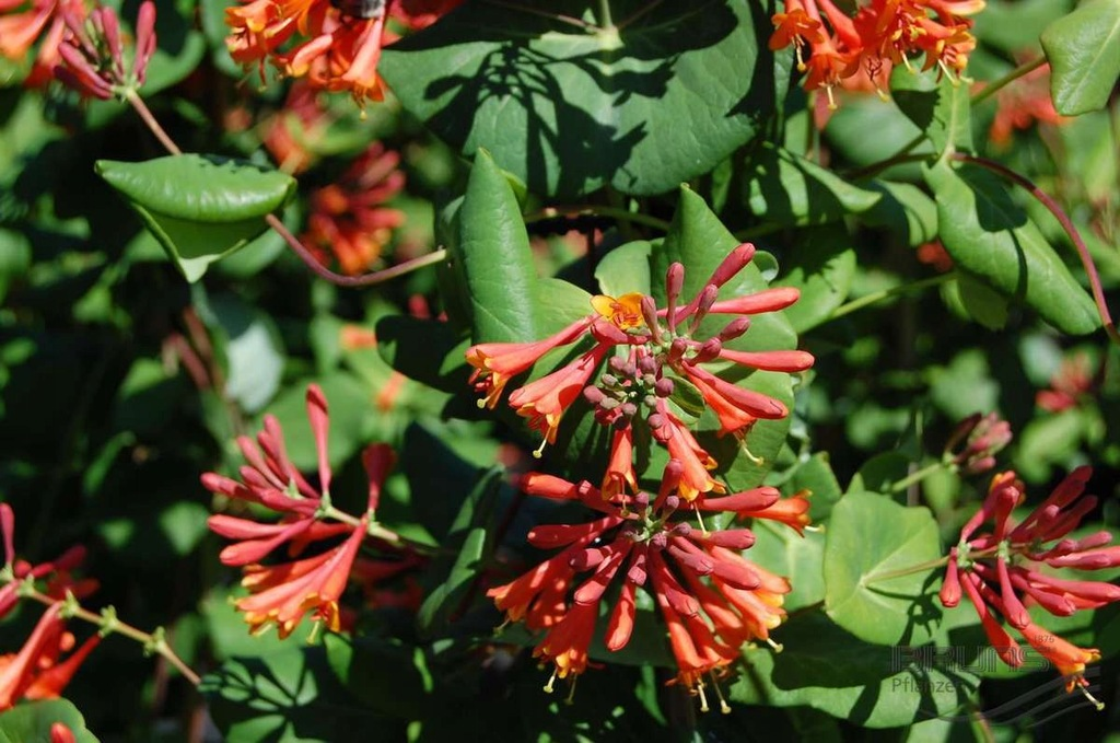 Жимолость Брауна