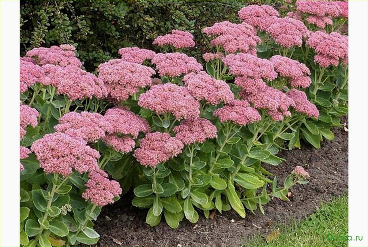 Безвкусница Безвкусница