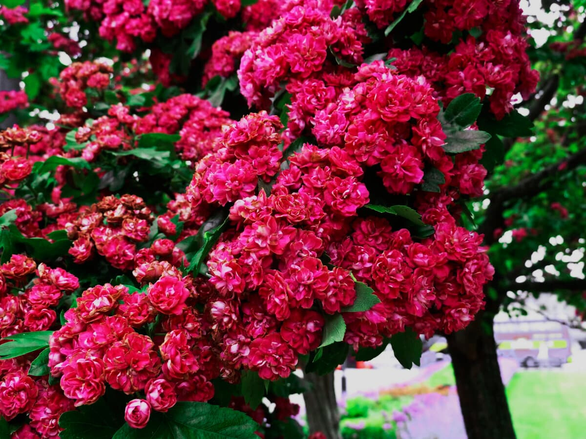 Боярышник колючий